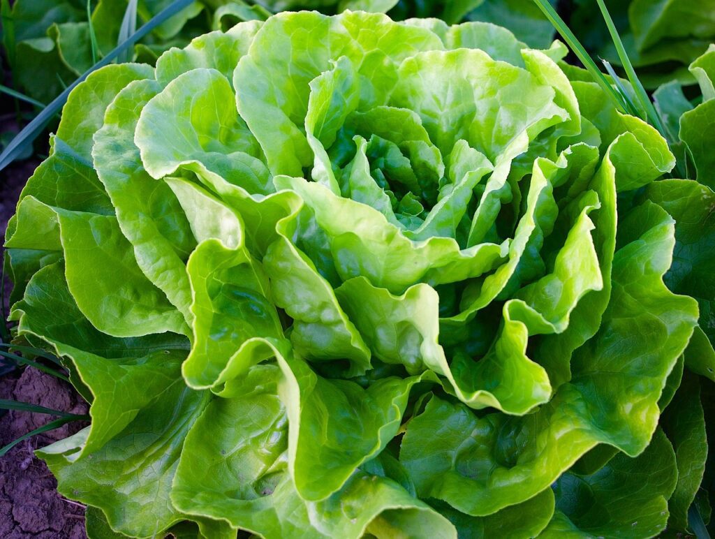 nature, plants, salad