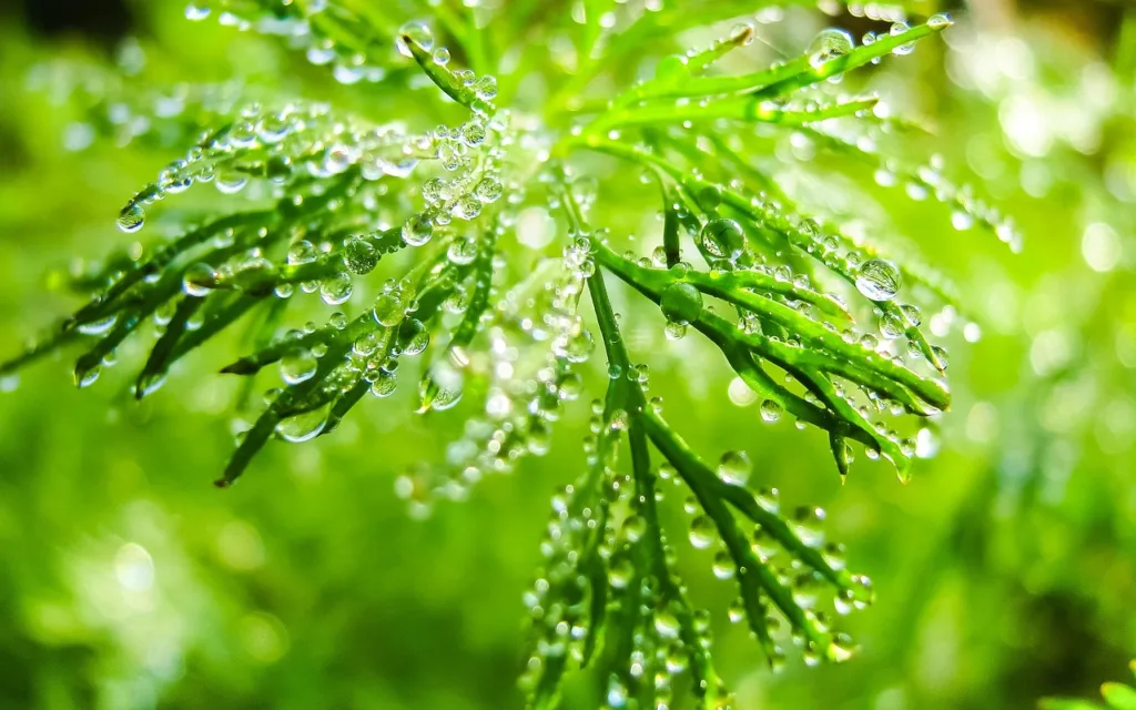 morning, macro photography, plant, drops, spring, summer, green, dew, water drops, in the morning, plants, leaves, macro, nature, dill