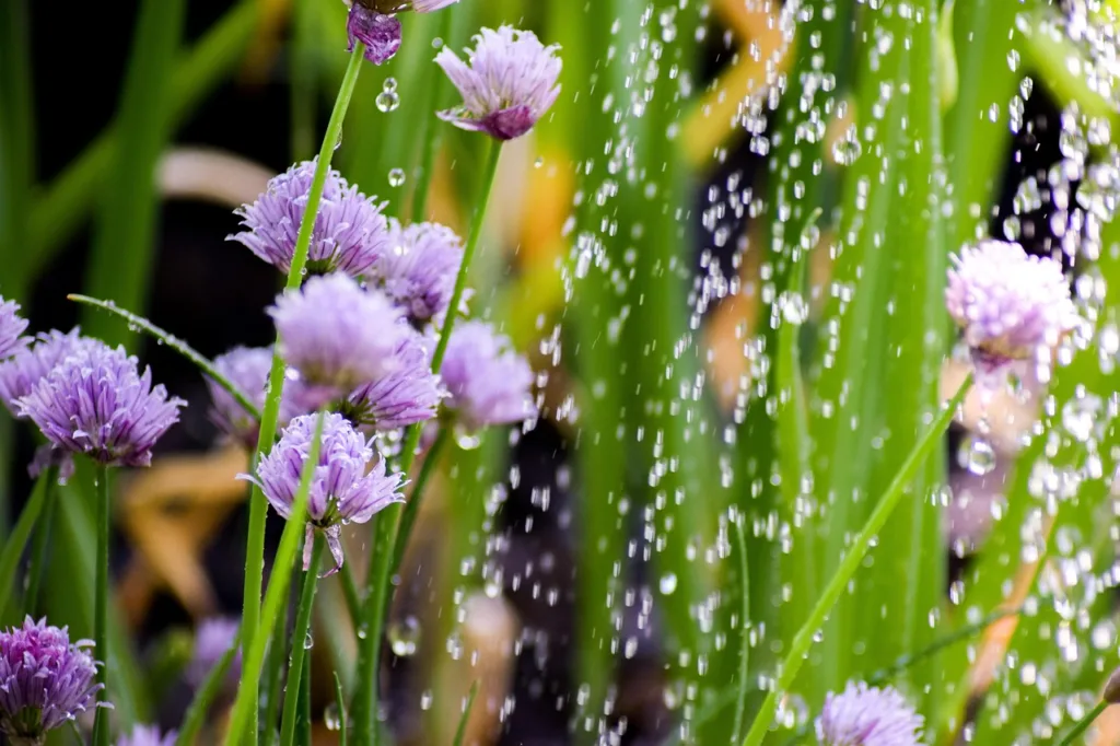 chives, plant, herbs, nature, blossom, bloom, garden, seasoning, close up, culinary herbs, flowering plant, chive flowers, purple chives, food, yummy, meal, purple, healthy, cook, nourishment, plant watering, water splash, drops, water, to water, garden watering, garden maintenance, garden maintenance, garden maintenance, garden maintenance, garden maintenance, garden maintenance