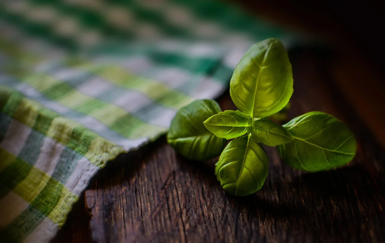 basil, herb, fresh herb, ingredient, seasoning, basil, basil, basil, basil, basil, herb