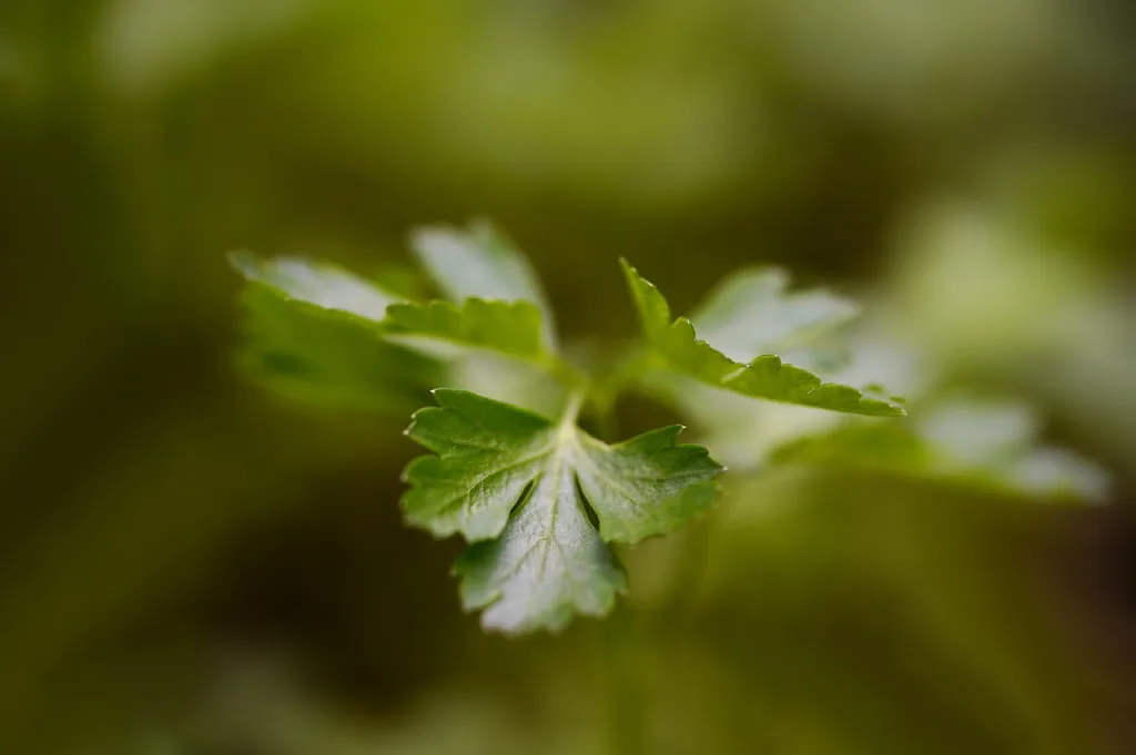 parsely, herbs, plant, herb, fresh, culinary herbs, seasoning, green, healthy, food, vitamins, yummy, bio, spice