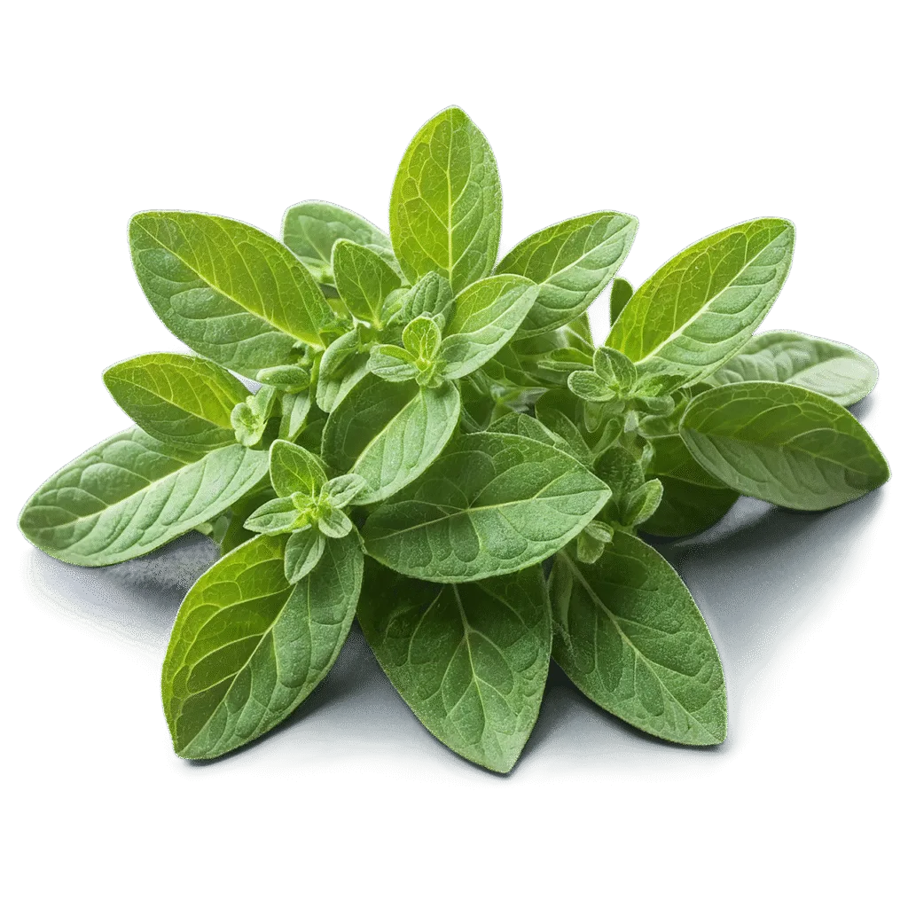 ai generated, spices, herbs, oregano, healthy, foods, sweet, green, seasoning, wild marjoram, marjoram, compact, cretan, background
